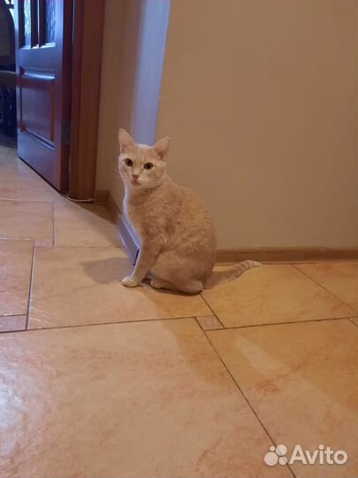 Рыжий кот
