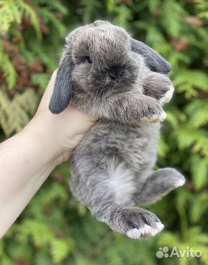 Кролики самый большой выбор