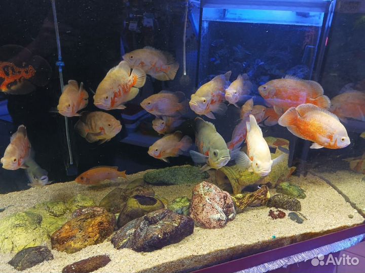 Аквариум с тумбой 1000