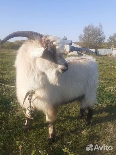 Козел альпийский