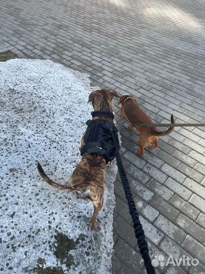 Шлейка для собак, средних и крупных пород