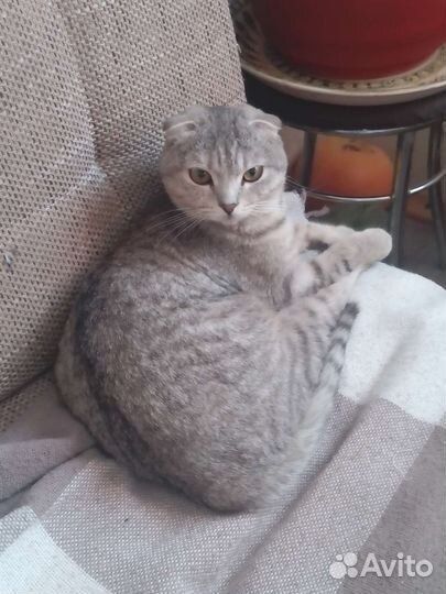 Шотландская вислоухая кошка