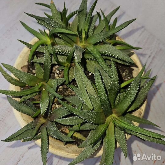 Суккуленты