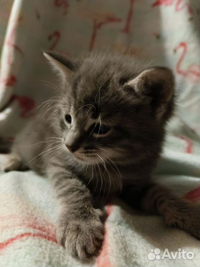 Вислоухие котята и прямоухие