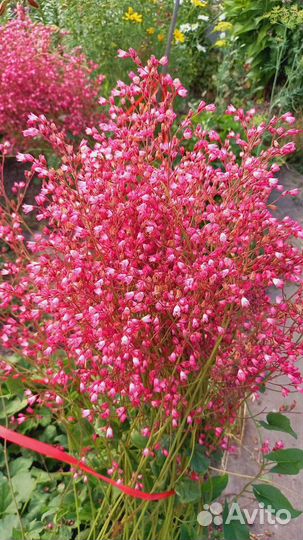 Многолетники