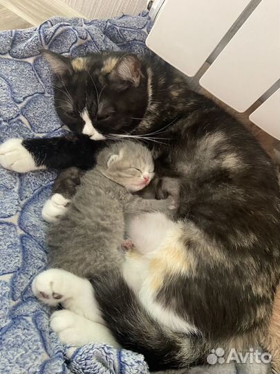 Отдам котенка в добрые руки