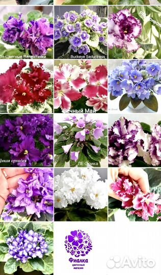 Фиалки почтой, черенки