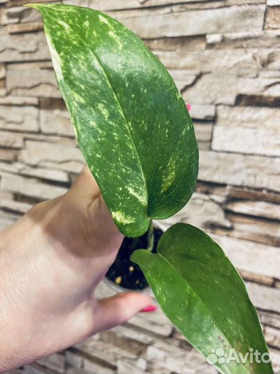 Сциндапсусы и эпипремнумы