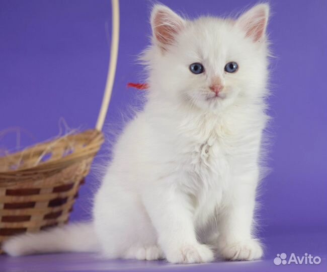 Невские маскарадные котята