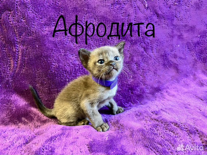 Котята Европейской бурмы