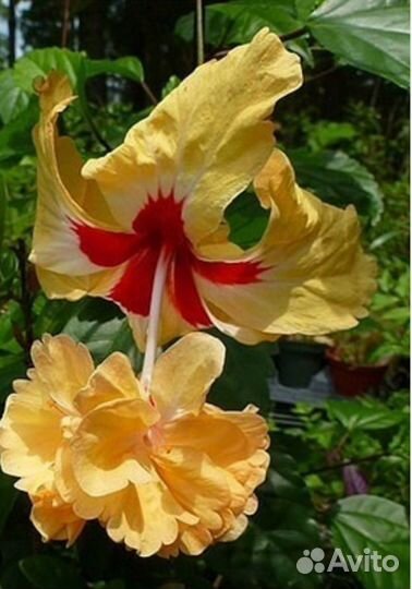 Гибискус китайская роза