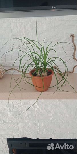 Крупные фикусы и не только