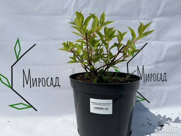 Гортензия оптом