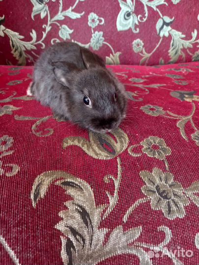 Карликовый кролик
