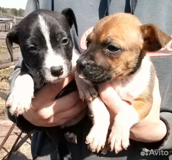 Щенки американского стаффорда