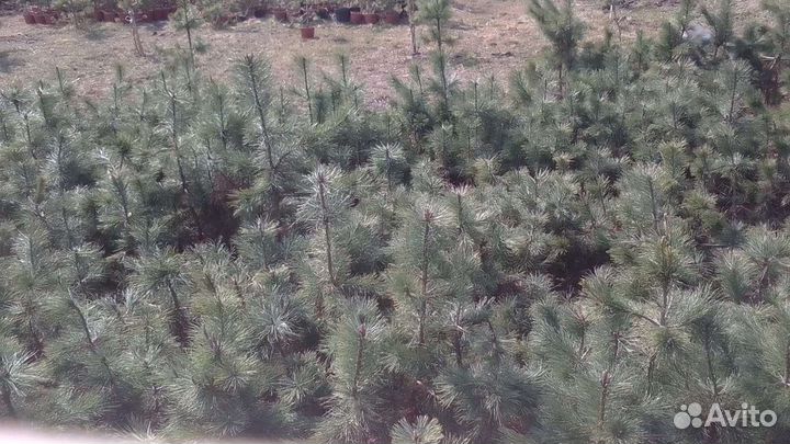 Саженцы сибирского кедра, кедровые орехи