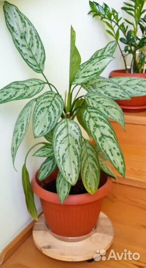 Комнатные цветы