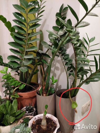 Замиокулькас