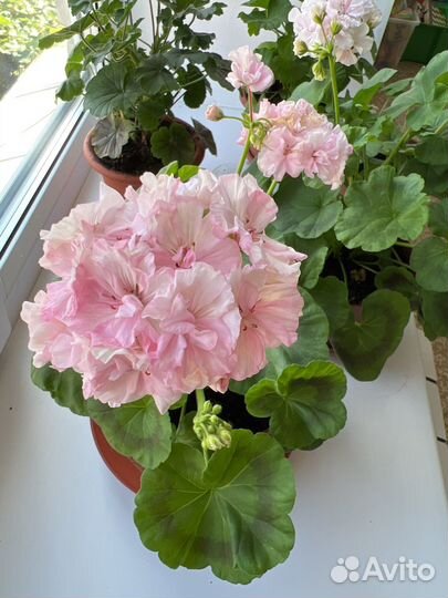 Пеларгония Герань сортовая цветущая