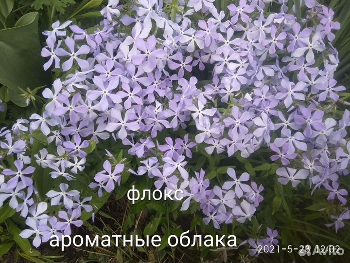 Красивоцветущие почвопокровные