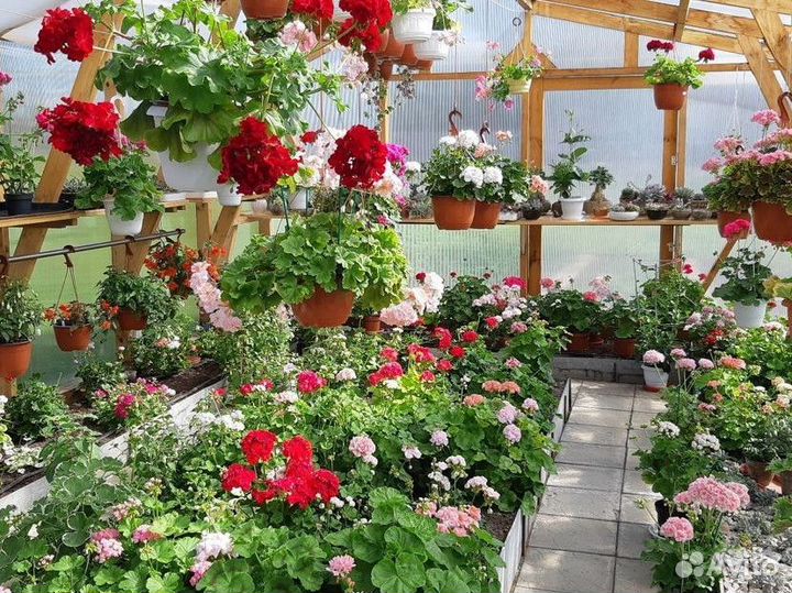 Срезы сортовых пеларгоний почтой