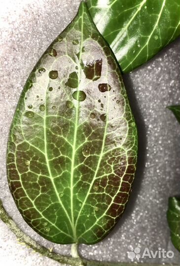 Хойи, обновленный список, добавлены новые сорта