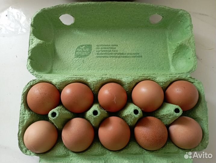Домашние куриные яйца