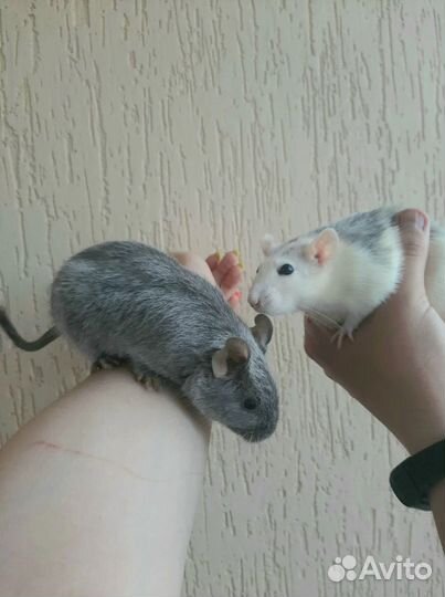 Чилийские цветные дегусы