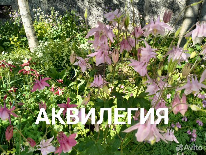 Продам многолетние цветы