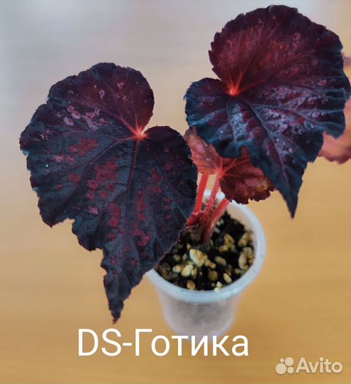 Бегонии DS, часть 1