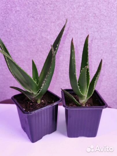 Алоэ столетник лечебный