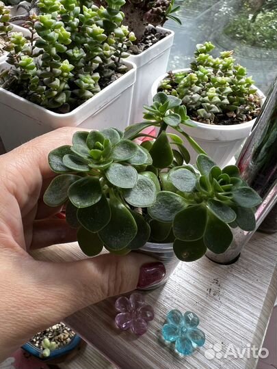 Суккуленты