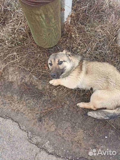 Собака в добрые руки