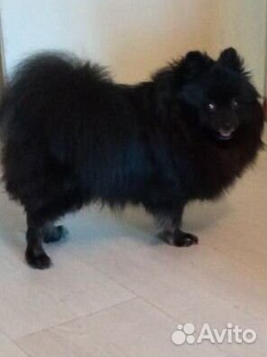 Собака шпиц