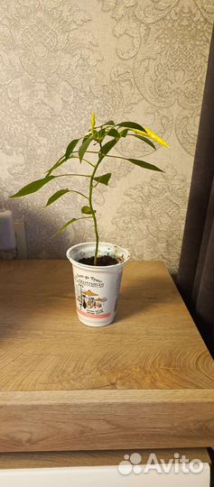 Перец комнатный острый