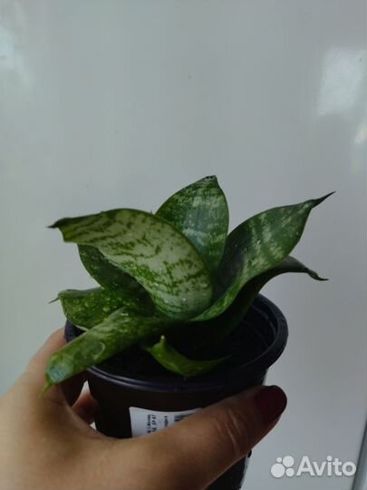 Сансевиерия ханни