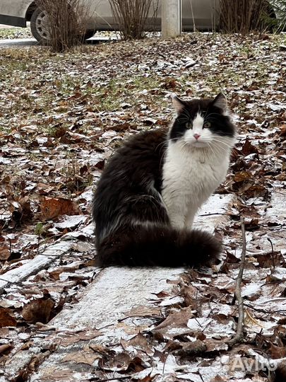 Коты ищут дом