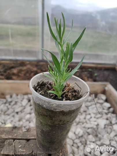 Лилии и гипсофила