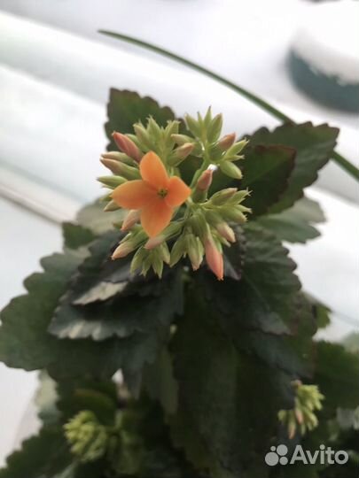 Каланхоэ Каландива (детки)