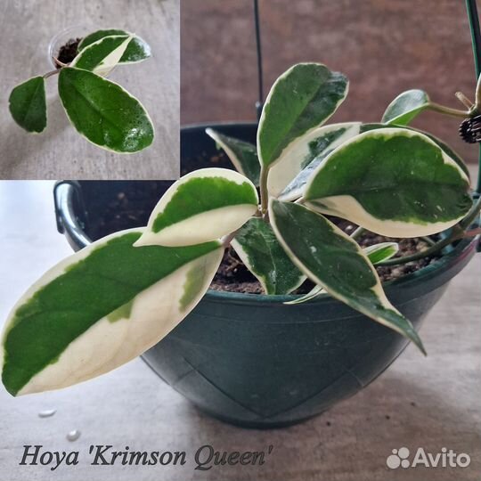 Хойи, предлагаю укорененные черенки