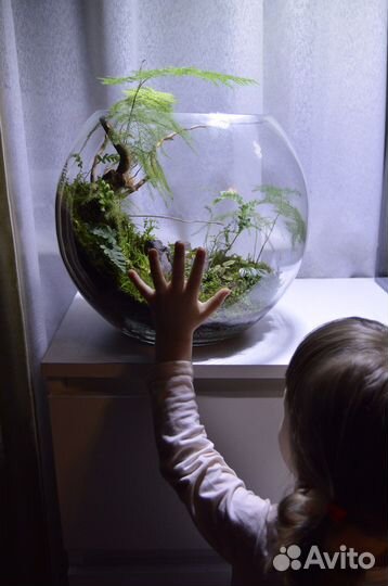 Флорариум/живые растения/настольная композиция