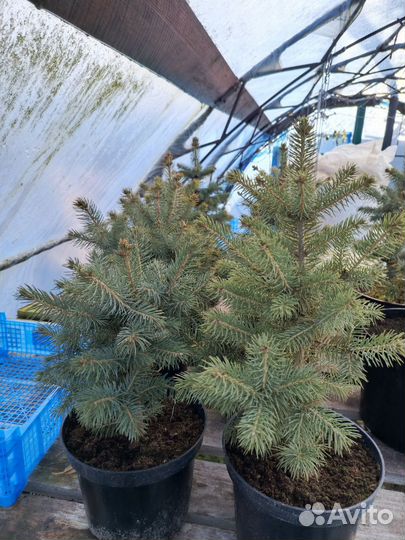 Ель колючая