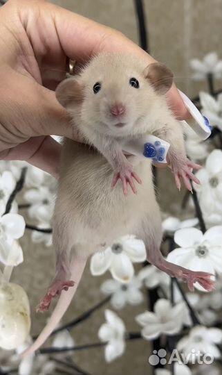 Крыса Дамбо. Крысята. Крыса стандарт