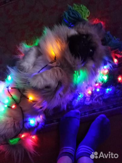 Пекинес в добрые руки