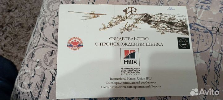 Вязка Английский Сеттер