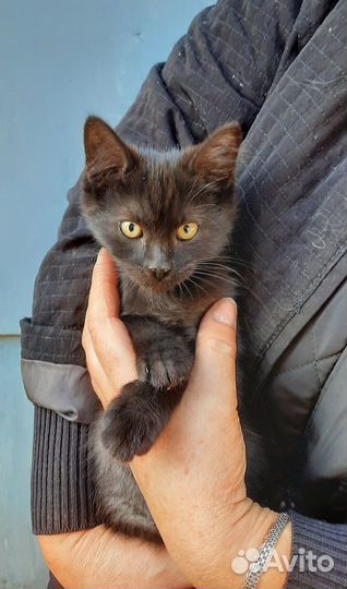 Котенок в добрые руки