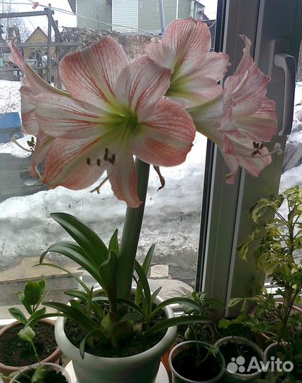 Луковицы гиппеаструма