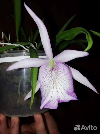 Орхидея