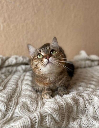 Кошка Пчёлка уже давно ищет дом