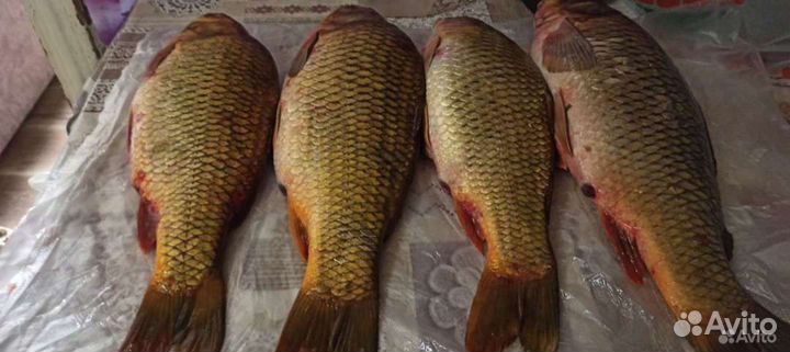 Рыба свежая